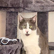 Thunder is registered to the contest to win money with this photo: cat, gray_cat, white_cat, cat_tree, indoor, pet, wide_eyes, surprised, fur, animal, whiskers, ears, mouth_open, looking, feline, home, cozy, sitting, playful, curious