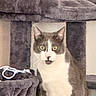 cat, gray_cat, white_cat, cat_tree, indoor, pet, wide_eyes, surprised, fur, animal, whiskers, ears, mouth_open, looking, feline, home, cozy, sitting, playful, curious
