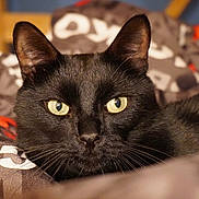 Myster participe au concours pour gagner de l'argent avec cette photo : animal, bed, black_cat, black_fur, blanket, cat, close_up, cozy, ears, feline, golden_eyes, indoor, lying_down, patterned_fabric, pet, photography, portrait, resting, staring, whiskers