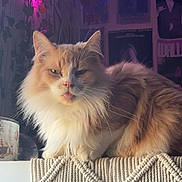 Tigger joined the competition — help win amazing prizes! animal, cat, closeup, cozy, cute, cute_pet, decor, expression, fairy_lights, feline, fluffy, home, indoor, orange_cat, pet, portrait, tongue_out, wall_posters, white_cat, woven_surface