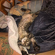 Clark joined the competition — help win amazing prizes! animal, blanket, cat, chair, claws, cozy, curious, cute, feline, fur, indoor, kitten, paw, pet, relaxing, resting, stretching, tattoo, whiskers, young