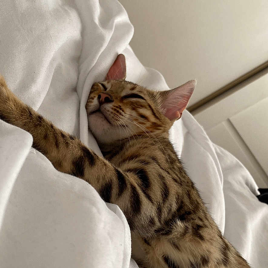 Mia is registered to the contest to win money with this photo: abyssinian, animal, baby, back, bed, blanket, bodypart, cat, cheetah, couch, cushion, egyptiancat, furniture, homedecor, kitten, linen, ocelot, person, pet, sleeping