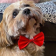 Milo joined the competition — help win amazing prizes! adorable, animal, bow_tie, brown, close_up, companion, cushion, cute, dog, domestic, face, fluffy, fur, indoor, looking_up, patterned_fabric, pet, pink, portrait, whiskers