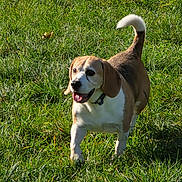 Oups participe au concours pour gagner de l'argent avec cette photo : dog, beagle, grass, outdoor, sunlight, pet, animal, happy, canine, nature, field, tail, walking, tongue, ears, muzzle, collar, playful, daylight, summer