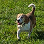 dog, beagle, grass, outdoor, sunlight, pet, animal, happy, canine, nature, field, tail, walking, tongue, ears, muzzle, collar, playful, daylight, summer