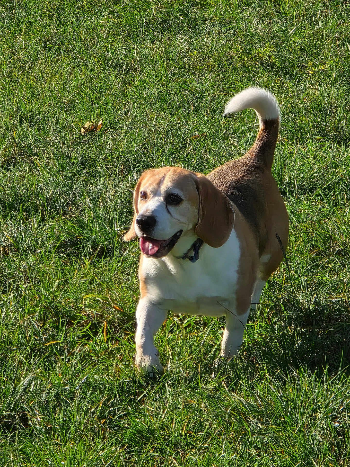 Oups participe au concours pour gagner de l'argent avec cette photo : dog, beagle, grass, outdoor, sunlight, pet, animal, happy, canine, nature, field, tail, walking, tongue, ears, muzzle, collar, playful, daylight, summer