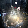 cat, cats, tabby_cat, white_cat, animal, pet, cage, crate, bars, green_eyes, whiskers, fur, sitting, sleeping, curious, indoor, sunlight, blanket, pet_bed, portrait