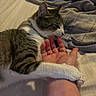 Athena is registered to the contest to win money with this photo: cat, tabby_cat, white_paws, pet, animal, indoor, bed, blanket, bedroom, human_hand, human_arm, cuddling, affection, relaxed, cozy, whiskers, ears, fur, close_up, domestic_animal
