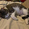 cat, sleeping, gray_and_white, tabby, pet, animal, bed, bedroom, blanket, bedsheet, pillow, cozy, indoor, relaxed, lying_down, curled_up, whiskers, paws, tail, photography