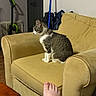 Athena is registered to the contest to win money with this photo: cat, tabby_cat, white_paws, indoor, living_room, armchair, yellow_chair, seated, pet, whiskers, collar, furniture, vacuum_cleaner, mop, wood_floor, human_foot, home, portrait, side_profile, relaxed