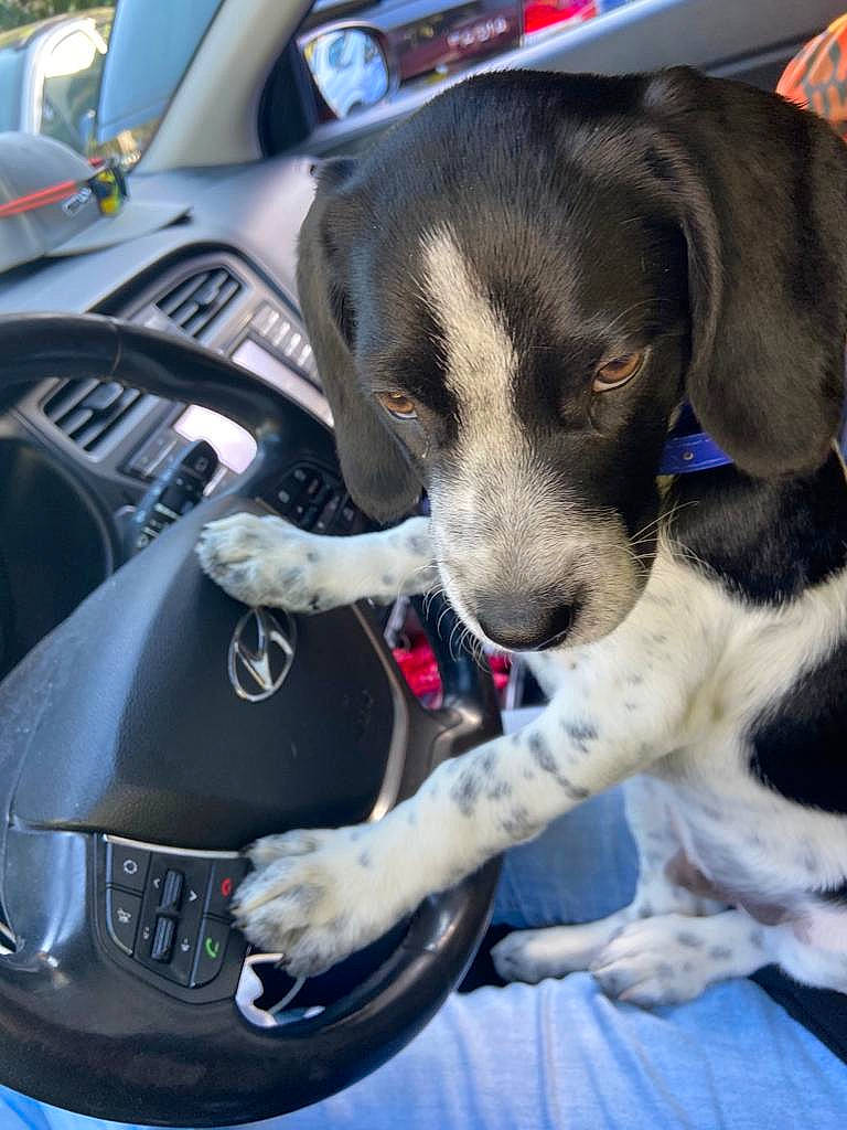 Ayron a rejoint le concours — aidez-le/la à gagner de superbes lots ! auto_part, automotive_design, automotive_exterior, automotive_lighting, automotive_tire, bumper, car, carnivore, collar, companion_dog, dog, dog_breed, hood, motor_vehicle, personal_luxury_car, snout, steering_wheel, vehicle, vehicle_door, windshield