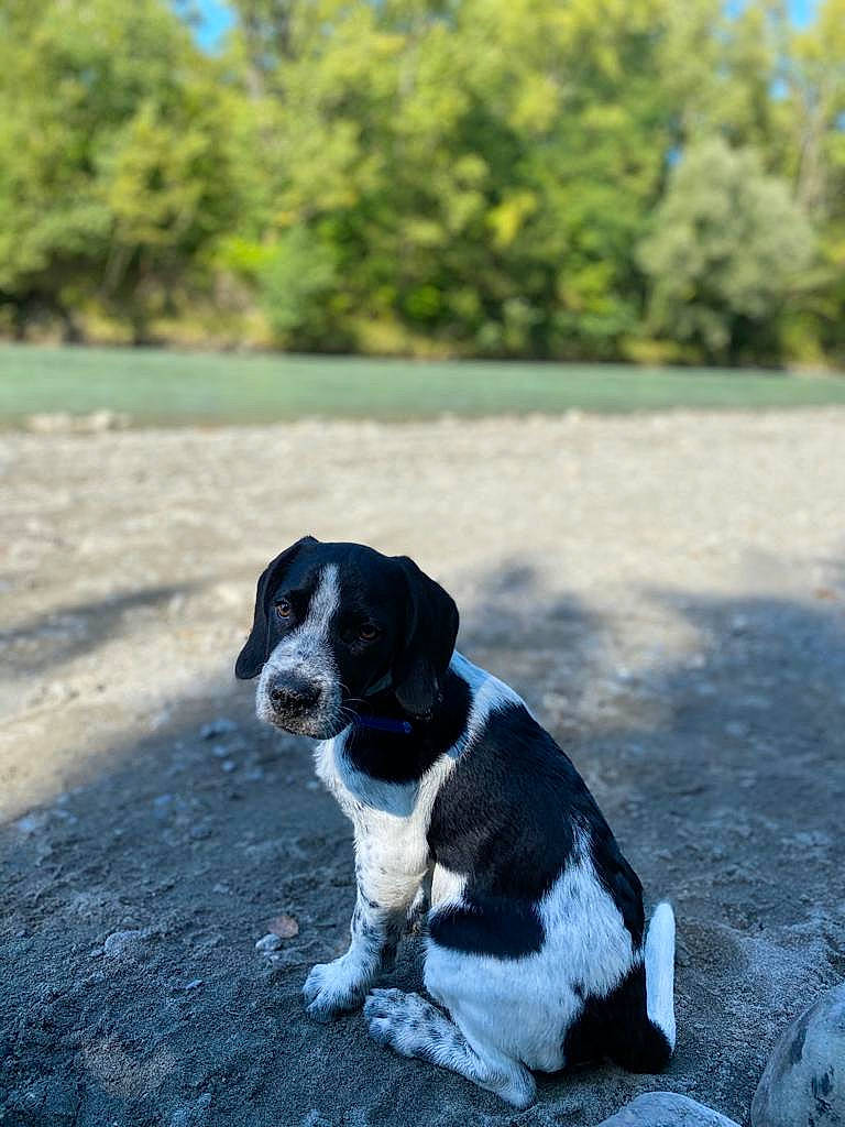 Ayron a rejoint le concours — aidez-le/la à gagner de superbes lots ! asphalt, carnivore, collar, companion_dog, dog, dog_breed, dog_collar, fawn, grass, gun_dog, lake, plant, road, road_surface, snout, spaniel, sporting_group, tail, tree, water