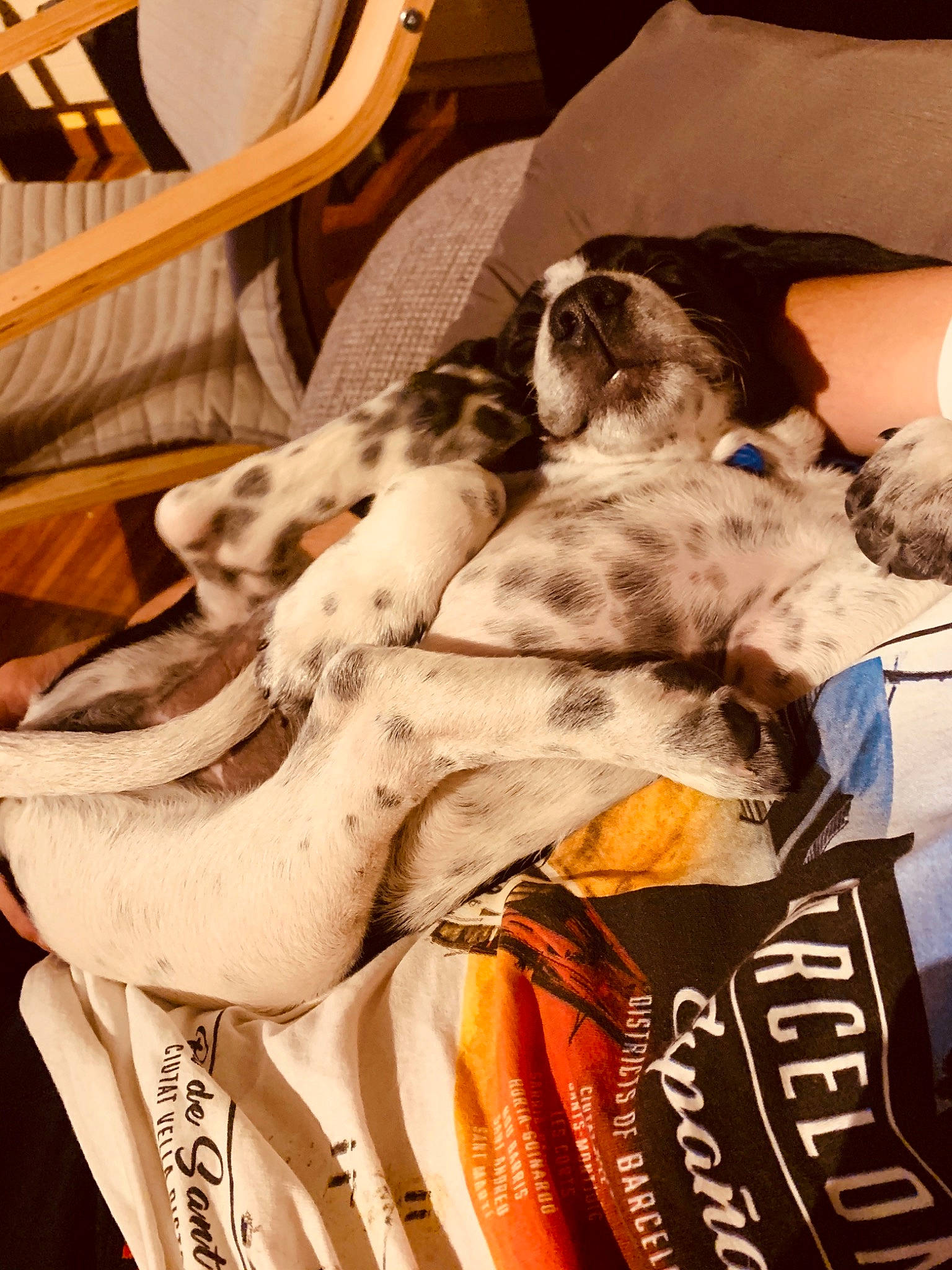 Ayron participe au concours pour gagner de l'argent avec cette photo : canidae, carnivore, cat, chair, comfort, companion_dog, eyewear, fawn, felidae, fur, linens, nap, room, small_to_medium_sized_cats, whiskers, white