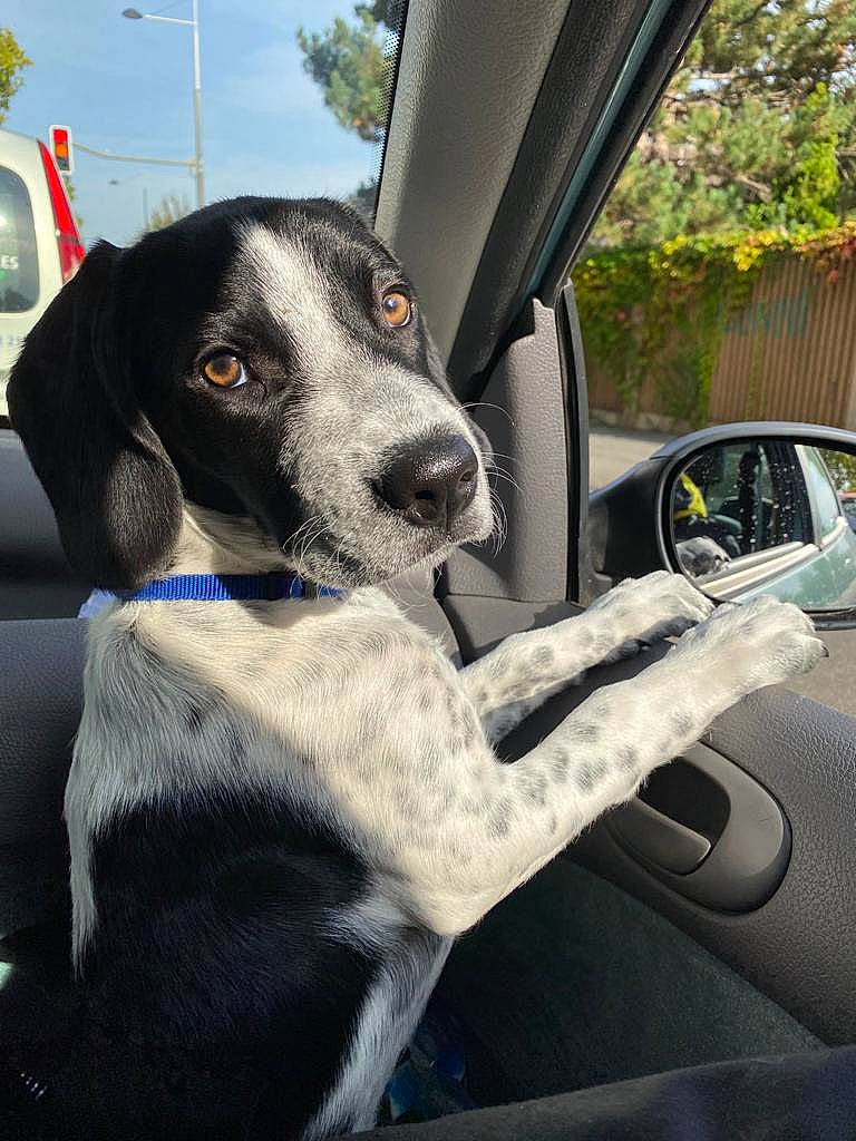 Ayron a rejoint le concours — aidez-le/la à gagner de superbes lots ! automotive_design, automotive_exterior, automotive_mirror, automotive_side_view_mirror, automotive_tire, car, car_seat_cover, carnivore, companion_dog, dog, dog_breed, motor_vehicle, plant, sky, snout, steering_wheel, tree, vehicle, vehicle_door, working_animal