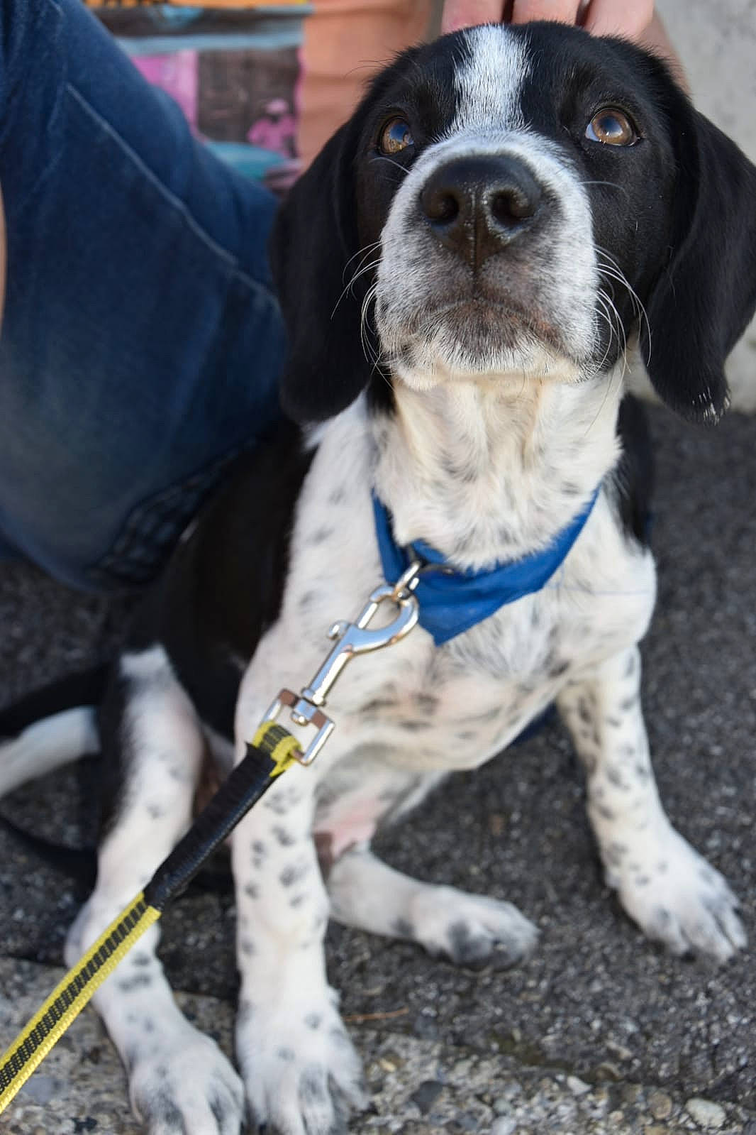 Ayron participe au concours pour gagner de l'argent avec cette photo : boot, borador, canidae, carnivore, collar, companion_dog, dog, dog_breed, dog_collar, dog_supply, fur, leash, mammal, pet_supply, snout, sporting_group, vertebrate, whiskers, working_animal, working_dog