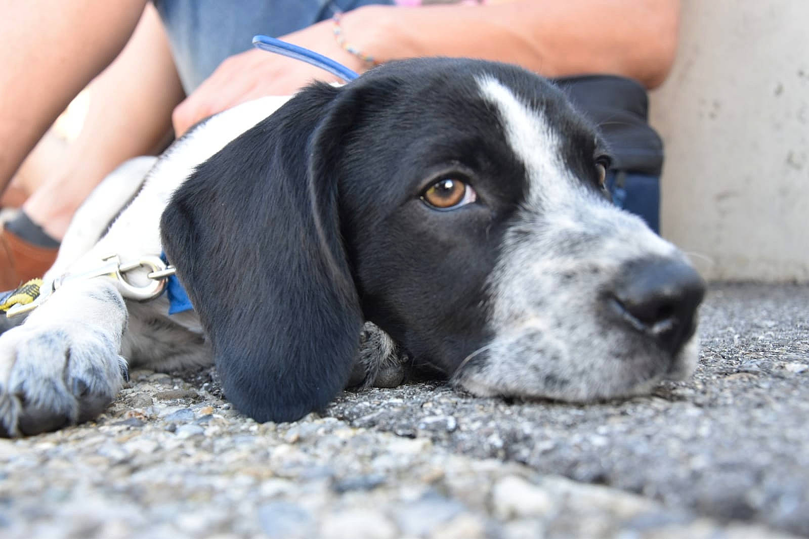 Ayron participe au concours pour gagner de l'argent avec cette photo : canidae, carnivore, comfort, companion_dog, dog, dog_breed, finger, fur, grey, human, nail, snout, sporting_group, whiskers, working_animal, working_dog