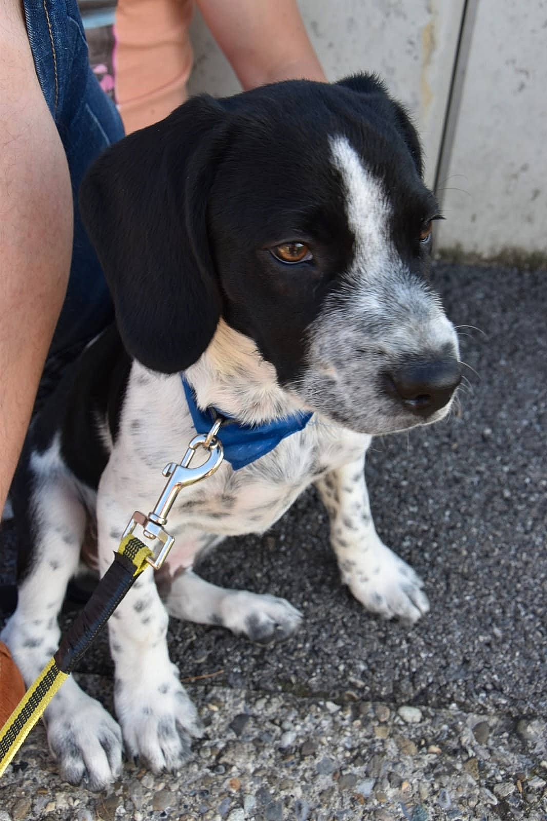 Ayron a rejoint le concours — aidez-le/la à gagner de superbes lots ! blue, canidae, carnivore, collar, companion_dog, dog, dog_breed, dog_supply, fur, paw, puppy, snout, sporting_group, terrestrial_animal, vertebrate, working_animal, working_dog