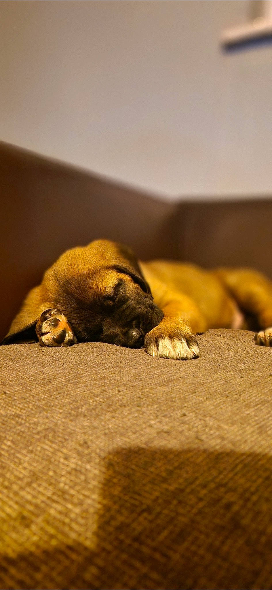 Zeus joined the competition — help win amazing prizes! brown, carnivore, comfort, companion_dog, dog, dog_breed, fawn, flooring, fur, hardwood, liver, mammal, snout, sporting_group, terrestrial_animal, tints_and_shades, wildlife, wood, working_animal, wrinkle