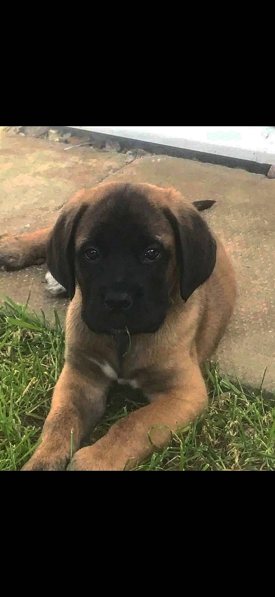 Zeus is registered to the contest to win money with this photo: canidae, carnivore, companion_dog, dog, dog_breed, fawn, grass, guard_dog, molosser, non_sporting_group, plant, puggle, puppy, snout, sporting_group, terrestrial_animal, whiskers, working_animal, working_dog, wrinkle