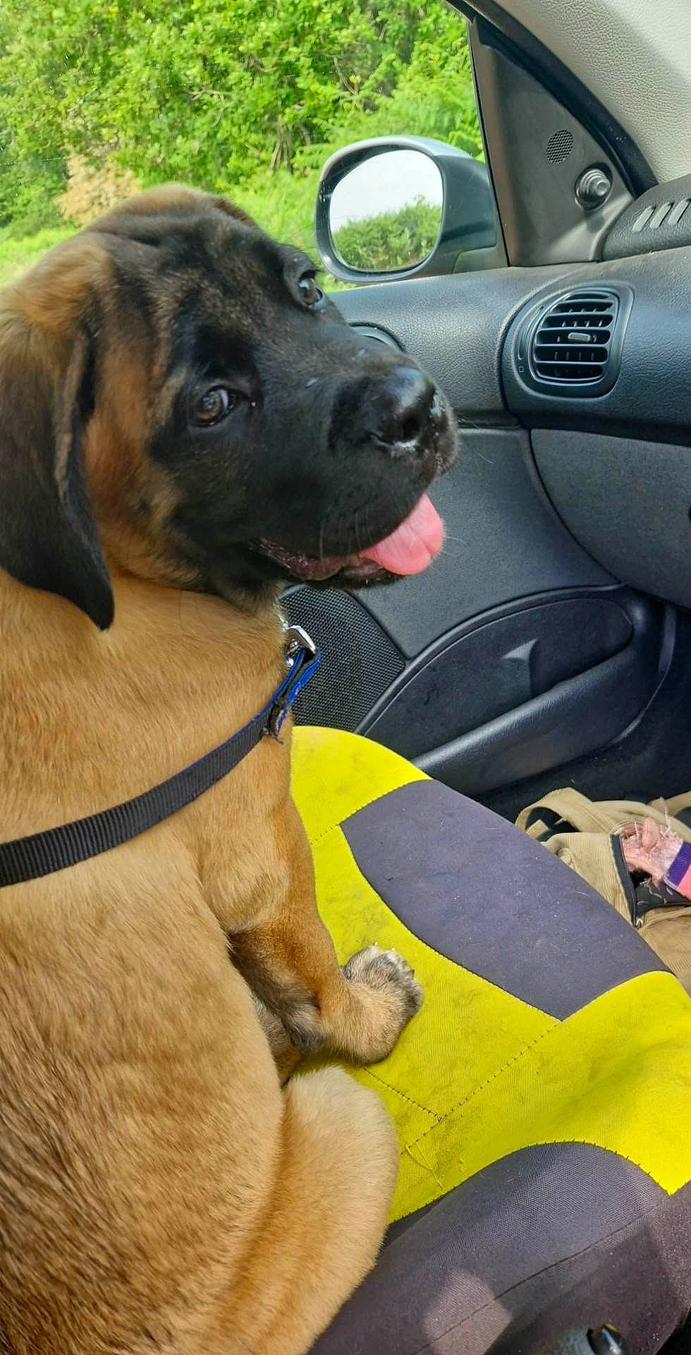 Zeus is registered to the contest to win money with this photo: automotive_exterior, car, carnivore, collar, companion_dog, dog, dog_breed, dog_collar, family_car, fawn, giant_dog_breed, guard_dog, mammal, motor_vehicle, steering_wheel, tree, vehicle, vehicle_door, vertebrate, working_animal