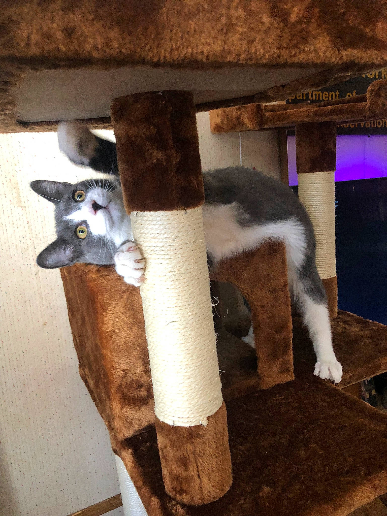 Romeo joined the competition — help win amazing prizes! carnivore, cat, cat_furniture, cat_supply, domestic_short_haired_cat, fawn, felidae, fur, human_leg, mammal, natural_material, pet_supply, small_to_medium_sized_cats, tail, terrestrial_animal, whiskers, wood