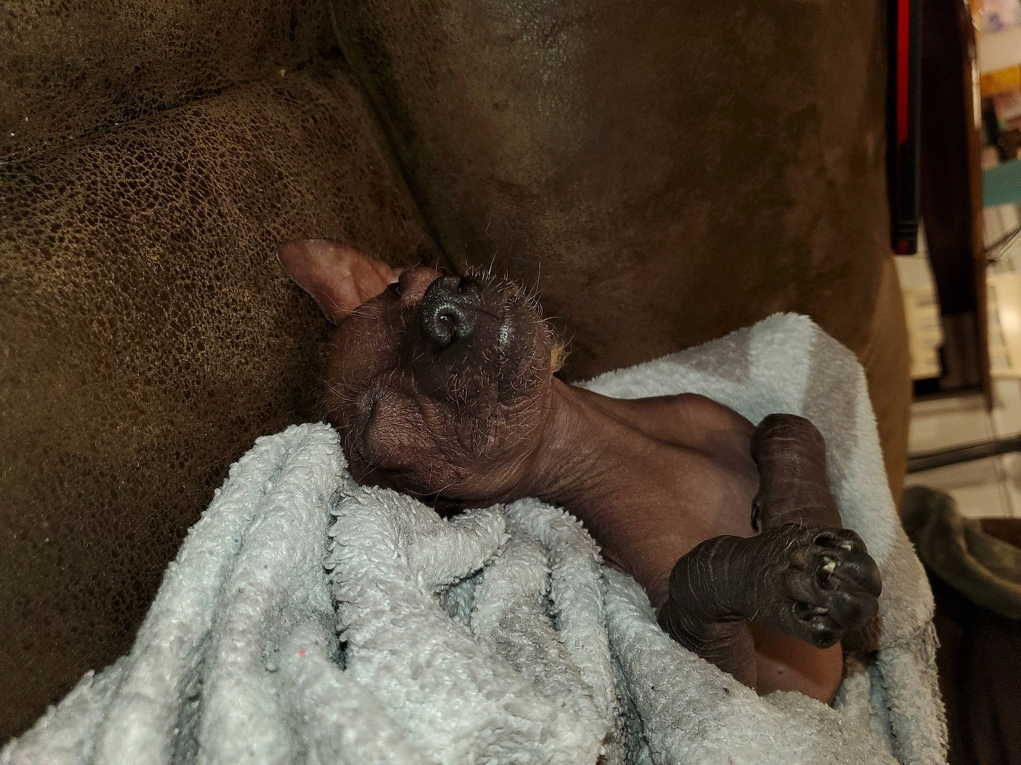 Ogie is registered to the contest to win money with this photo: dog_breed, fawn, livestock, snout, terrestrial_animal, toy_dog, working_animal