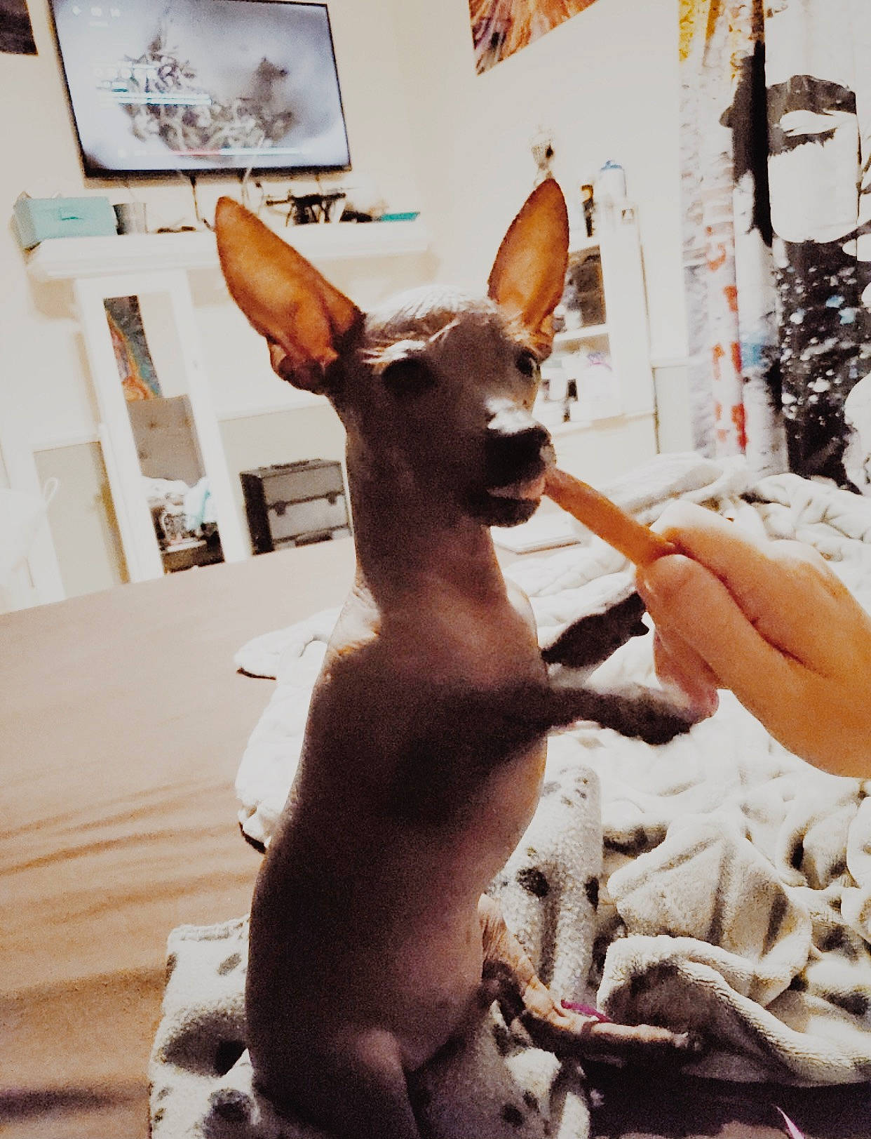 Ogie is registered to the contest to win money with this photo: animal_figure, fawn, liver, picture_frame, sculpture, snout, stock_photography, tail, terrestrial_animal, vertebrate