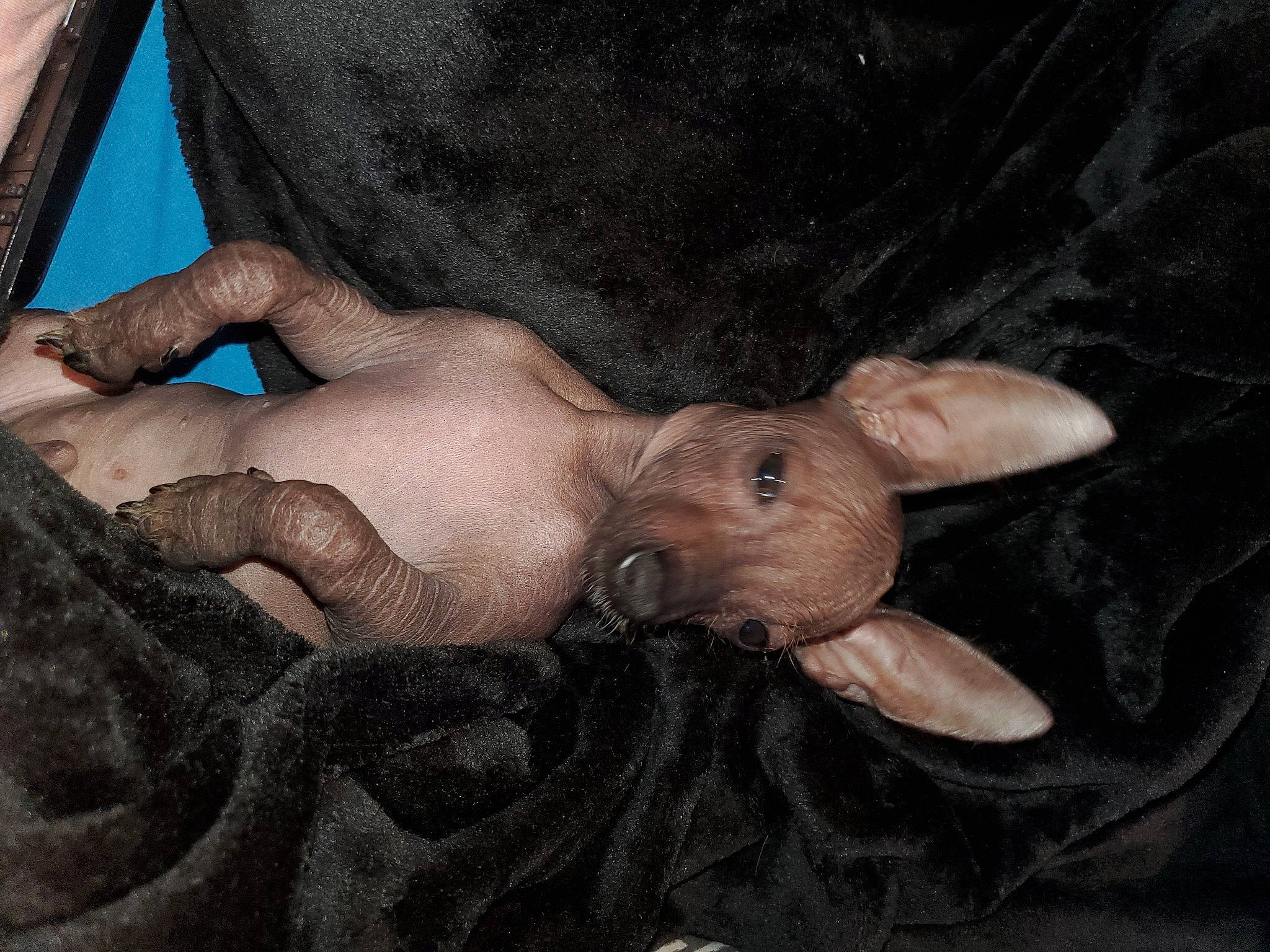 Ogie joined the competition — help win amazing prizes! bracelet, dog_breed, nail, snout, thumb, windscreen_wiper, working_animal, wrinkle, wrist