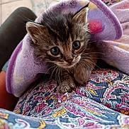 Aria participe au concours pour gagner de l'argent avec cette photo : kitten, cat, blanket, purple, animal, pet, cute, feline, fur, whiskers, indoor, closeup, patterned_cloth, colorful, soft_texture, young, tiny_paws, looking_up, snuggled, cozy