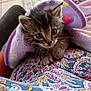 kitten, cat, blanket, purple, animal, pet, cute, feline, fur, whiskers, indoor, closeup, patterned_cloth, colorful, soft_texture, young, tiny_paws, looking_up, snuggled, cozy