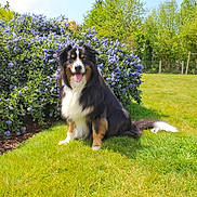 Onyx a rejoint le concours — aidez-le/la à gagner de superbes lots ! dog, tricolor, sitting, grass, flower_bush, purple_flowers, outdoor, sunny, blue_sky, greenery, nature, pet, canine, happy, tongue_out, fur, tail, garden, summer, daytime