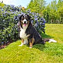 dog, tricolor, sitting, grass, flower_bush, purple_flowers, outdoor, sunny, blue_sky, greenery, nature, pet, canine, happy, tongue_out, fur, tail, garden, summer, daytime