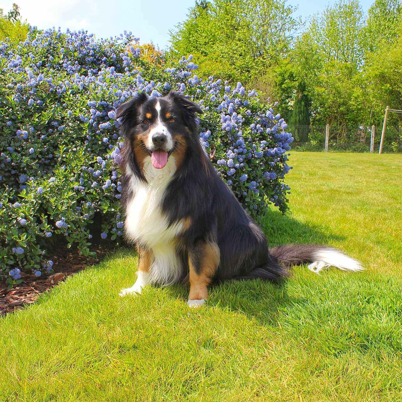 Onyx a rejoint le concours — aidez-le/la à gagner de superbes lots ! blue_sky, canine, daytime, dog, flower_bush, fur, garden, grass, greenery, happy, nature, outdoor, pet, purple_flowers, sitting, summer, sunny, tail, tongue_out, tricolor