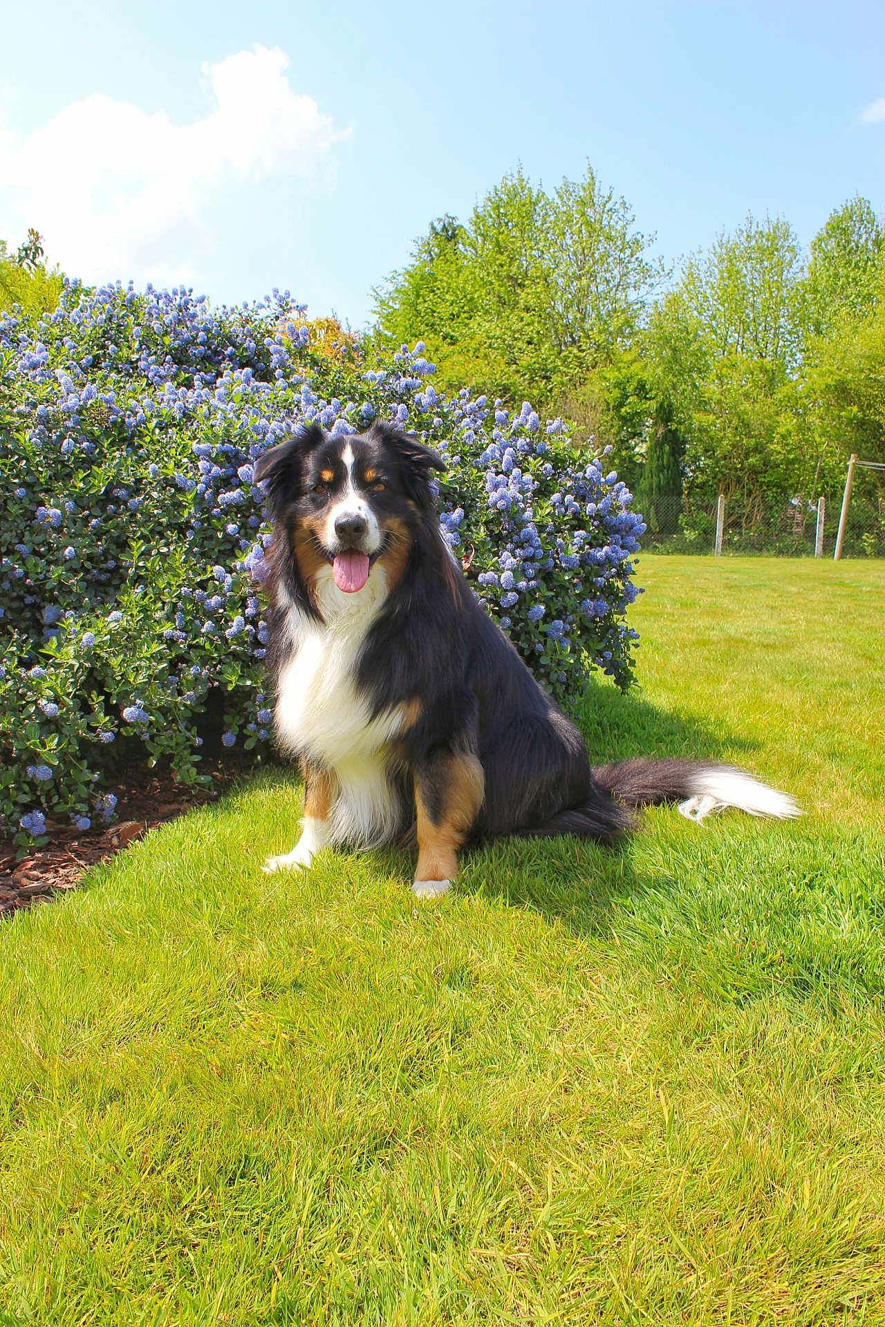 Onyx a rejoint le concours — aidez-le/la à gagner de superbes lots ! dog, tricolor, sitting, grass, flower_bush, purple_flowers, outdoor, sunny, blue_sky, greenery, nature, pet, canine, happy, tongue_out, fur, tail, garden, summer, daytime