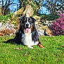 animal, canine, daytime, dog, flower_bush, fur, garden, grass, greenery, happy, nature, outdoor, pet, pink_flowers, resting, stone_wall, summer, sunlight, tongue_out, tree
