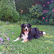Onyx a rejoint le concours — aidez-le/la à gagner de superbes lots ! animal, canine, colorful, dog, flowers, fur, garden, grass, greenery, happy, leaf, nature, outdoor, pet, plant, relaxing, shrubbery, summer, sunlight, tongue_out
