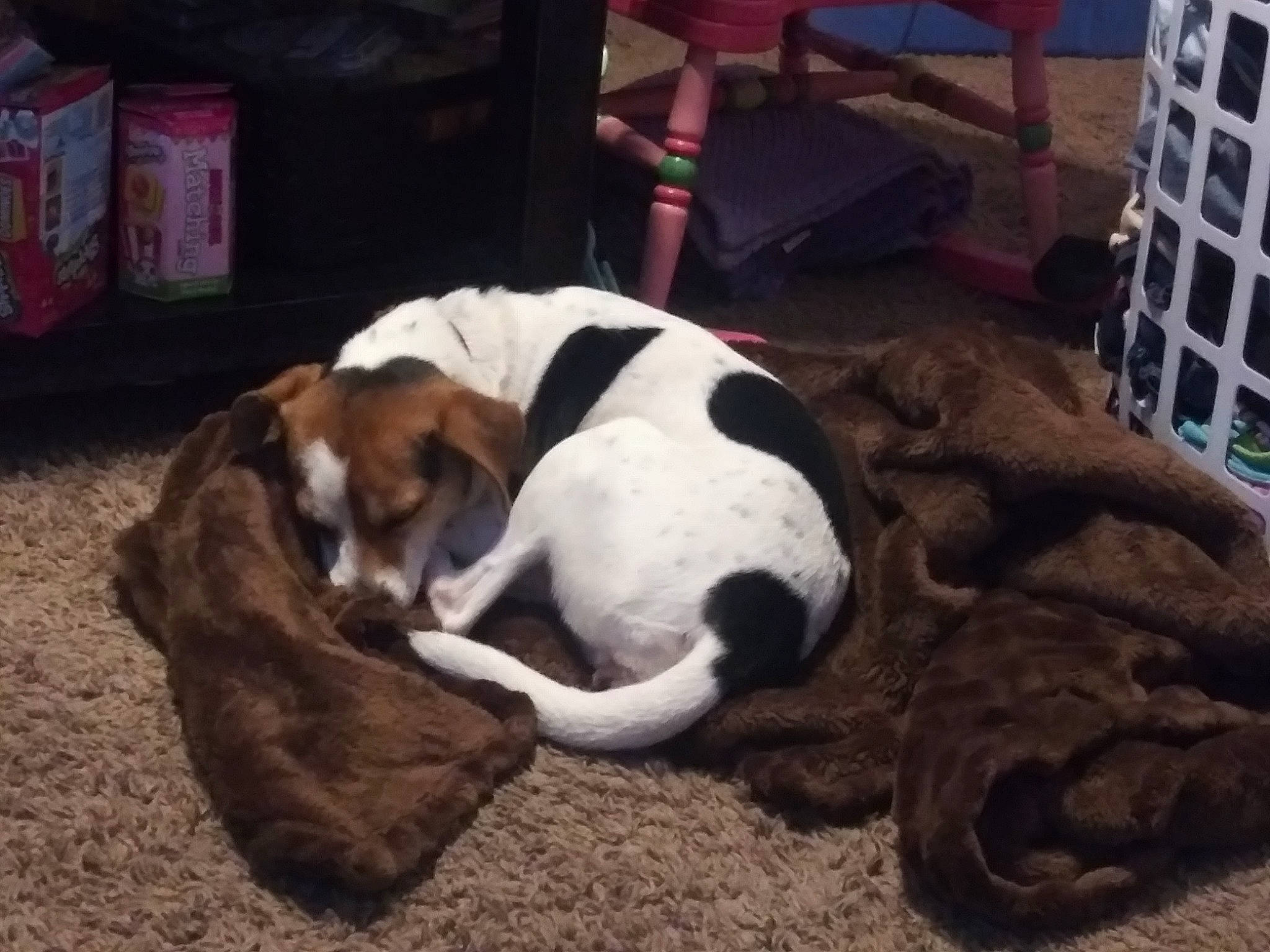 Princeton is registered to the contest to win money with this photo: basset_hound, canidae, carnivore, companion_dog, coonhound, danish_swedish_farmdog, dog, dog_breed, hound, mammal, puppy, sporting_group, treeing_walker_coonhound, vertebrate