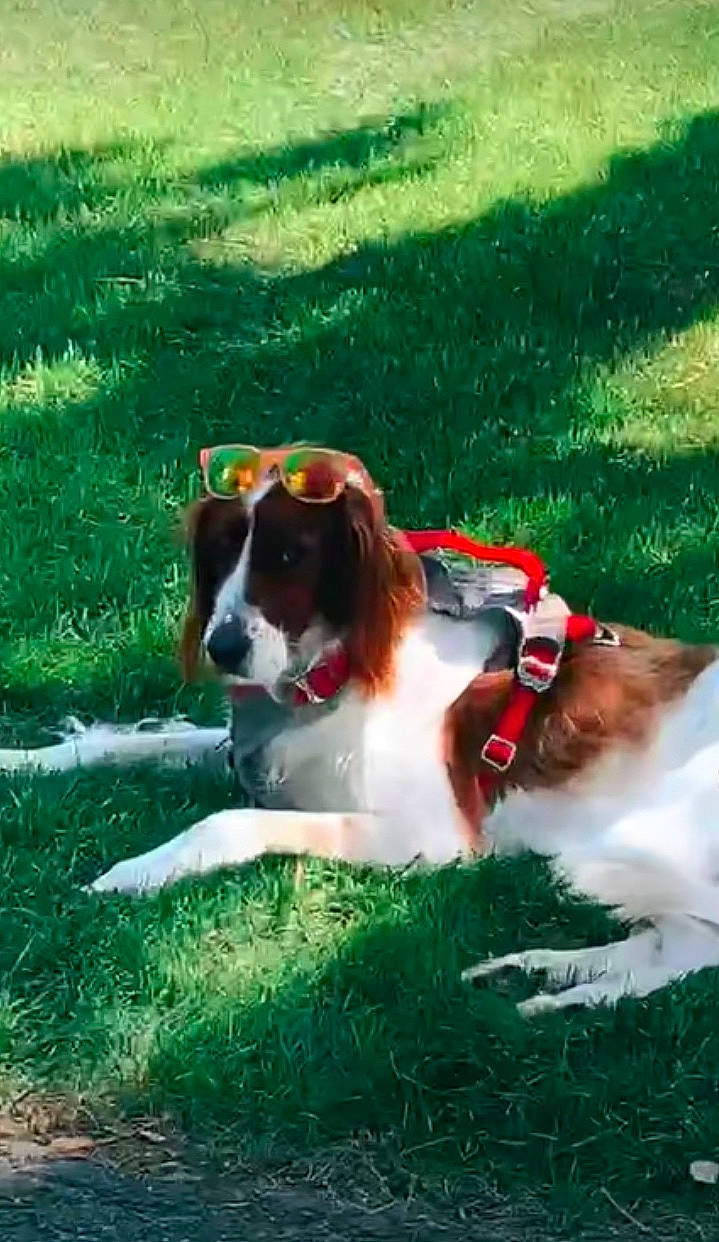 Hannah joined the competition — help win amazing prizes! brittany, canidae, carnivore, cavalier_king_charles_spaniel, companion_dog, dog, dog_breed, drentse_patrijshond, french_spaniel, grass, irish_red_and_white_setter, king_charles_spaniel, mammal, spaniel, sporting_group, vertebrate, welsh_springer_spaniel