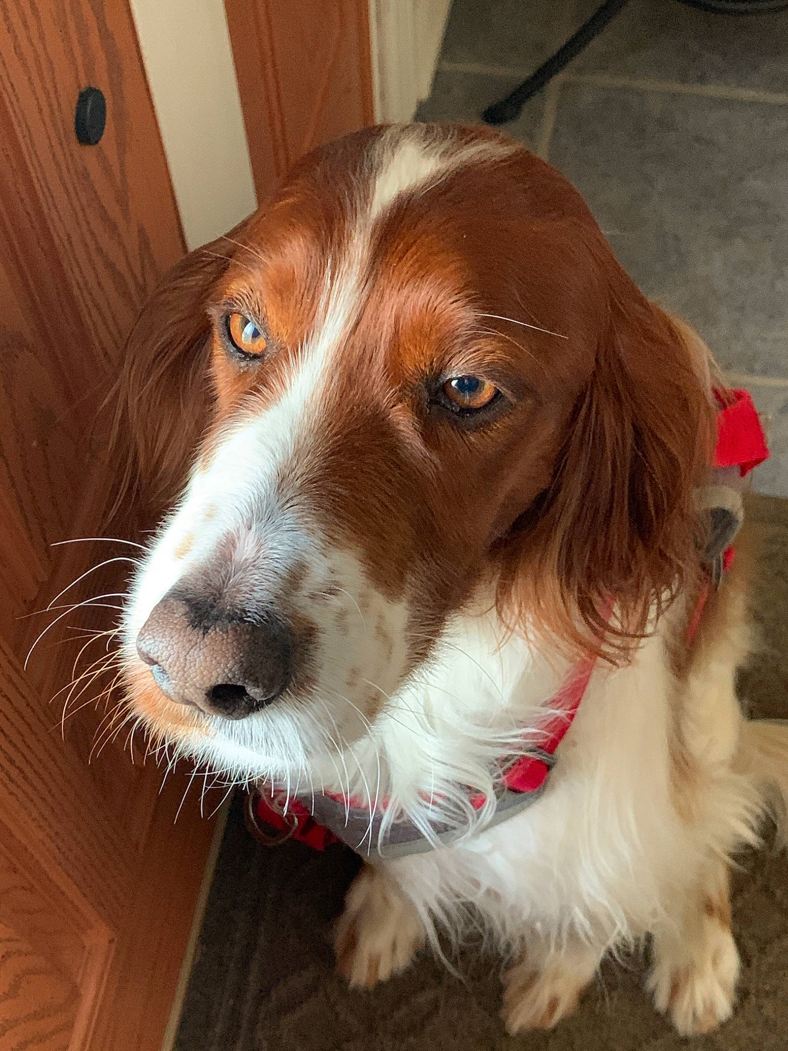 Hannah is registered to the contest to win money with this photo: brittany, canidae, carnivore, companion_dog, dog, dog_breed, english_springer_spaniel, fawn, irish_red_and_white_setter, irish_setter, kooikerhondje, mammal, rare_breed_dog, russian_spaniel, setter, snout, spaniel, sporting_group, vertebrate, welsh_springer_spaniel