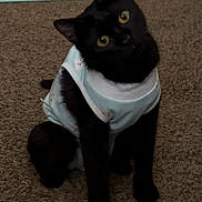 Budgie joined the competition — help win amazing prizes! cat, black_cat, pet, animal, carpet, indoor, cute, curious, feline, clothing, outfit, sitting, head_tilt, yellow_eyes, domestic_animal, young_cat, fur, whiskers, playful, companion