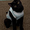 cat, black_cat, pet, animal, carpet, indoor, cute, curious, feline, clothing, outfit, sitting, head_tilt, yellow_eyes, domestic_animal, young_cat, fur, whiskers, playful, companion