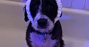 Eri joined the competition — help win amazing prizes! animal, bathroom, bathtub, black_and_white, bunny_ears, collar, cute, dog, ears, expression, fur, headband, indoor, looking_at_camera, pet, pet_accessory, portrait, purple_light, sitting, tile_wall