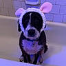 Eri joined the competition — help win amazing prizes! dog, bathtub, bunny_ears, headband, pet, indoor, tile_wall, purple_light, sitting, black_and_white, fur, collar, cute, animal, portrait, bathroom, looking_at_camera, ears, expression, pet_accessory