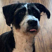 Eri is registered to the contest to win money with this photo: dog, black_and_white, tongue_out, pet, cute, indoor, wooden_floor, fur, animal, companion, canine, portrait, looking_up, ears, whiskers, closeup, friendly, adorable, domestic_animal, muzzle