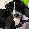 Eri is registered to the contest to win money with this photo: dog, black_and_white, pet, laying_down, blanket, pillow, indoor, cozy, fur, looking_at_camera, animal, canine, cute, resting, companion, domestic_animal, bed, relaxed, alert, face