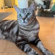Sparrow participe au concours pour gagner de l'argent avec cette photo : cat, tabby_cat, indoor, floor, wood_floor, furniture, cat_tree, relaxed, pet, animal, domestic_animal, two_cats, striped_fur, green_eyes, lying_down, close_up, background, cozy, home, natural_light
