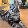 cat, tabby_cat, indoor, floor, wood_floor, furniture, cat_tree, relaxed, pet, animal, domestic_animal, two_cats, striped_fur, green_eyes, lying_down, close_up, background, cozy, home, natural_light
