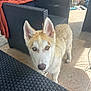 dog, husky, puppy, pet, animal, fur, ears, eyes, face, collar, outdoor, patio, wicker_furniture, table, floor_tiles, sunlight, curious, domestic_animal, looking, young