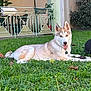 dog, husky, grass, outdoor, pet, animal, tongue_out, garden, greenery, fence, leaves, sunlight, canine, collar, resting, happy, nature, yard, house, summer