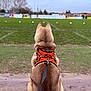dog, harness, leash, sitting, back_view, outdoor, grass, sports_field, cones, cloudy_sky, brown_fur, pet, animal, canine, park, nature, daytime, quiet, waiting, fence